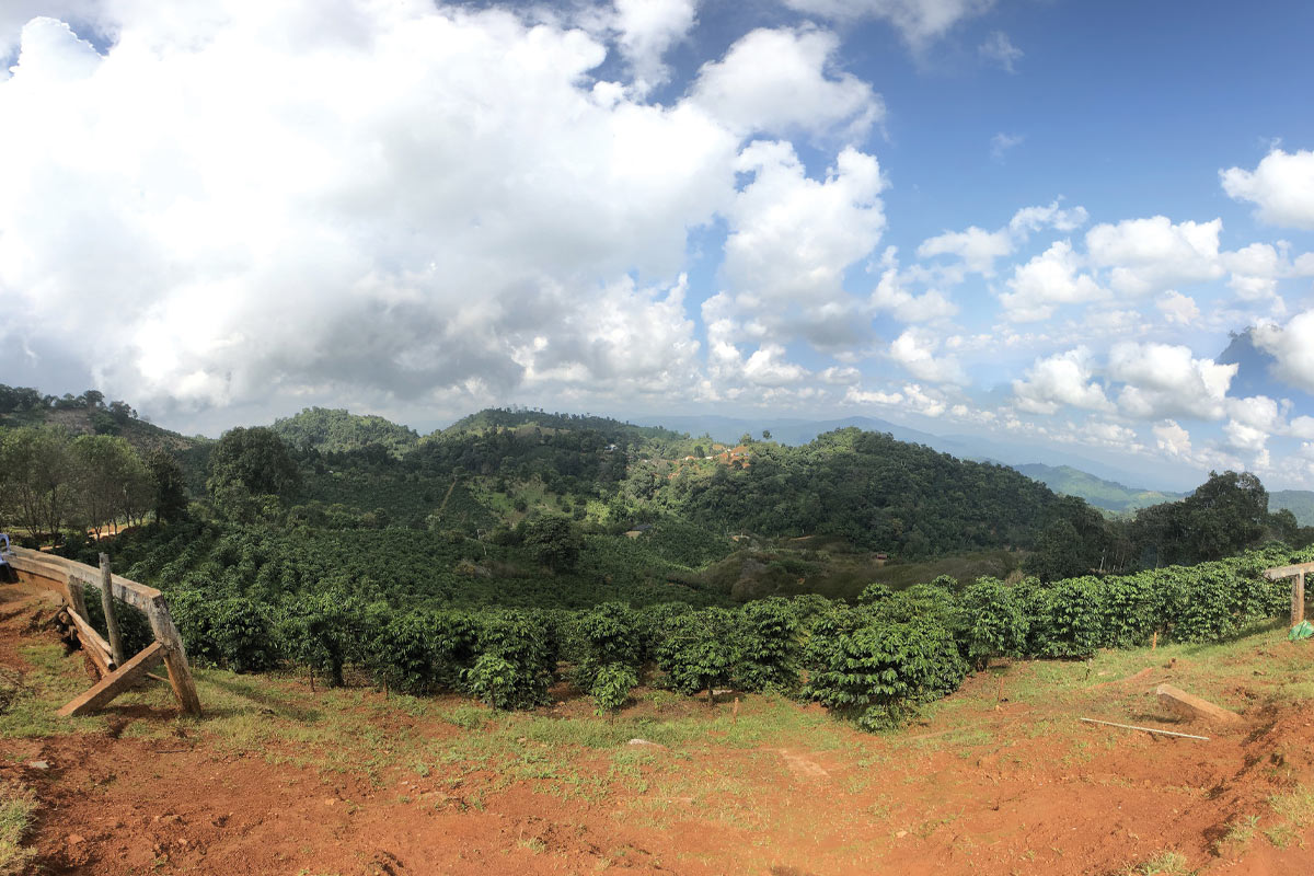 Landscape image of coffee farm